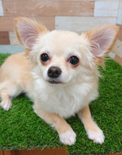 animal_image