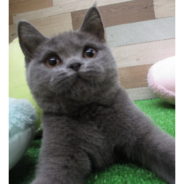 animal_image