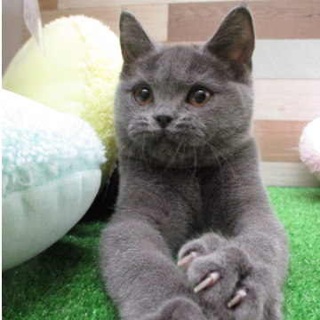 animal_image