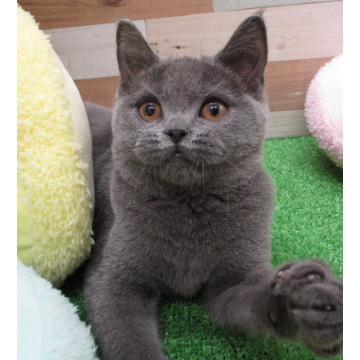 animal_image