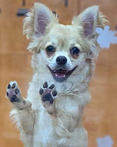 animal_image
