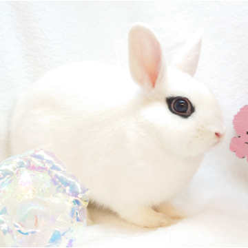 animal_image