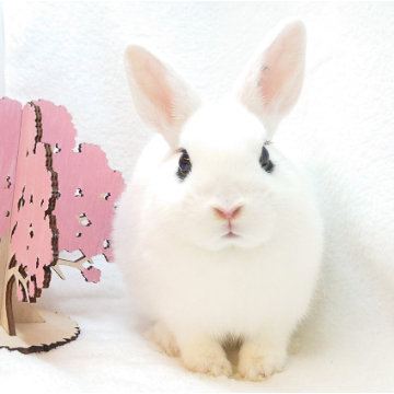 animal_image