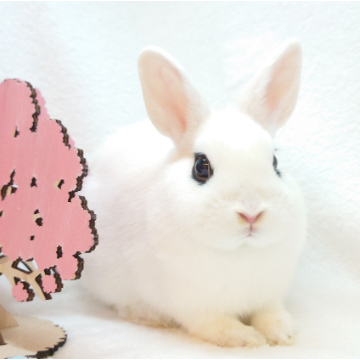 animal_image