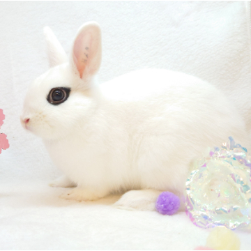 animal_image