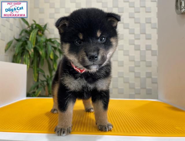 animal_image