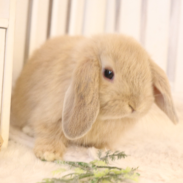 animal_image