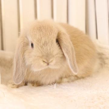 animal_image