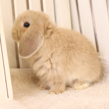 animal_image