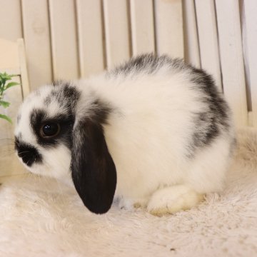 animal_image