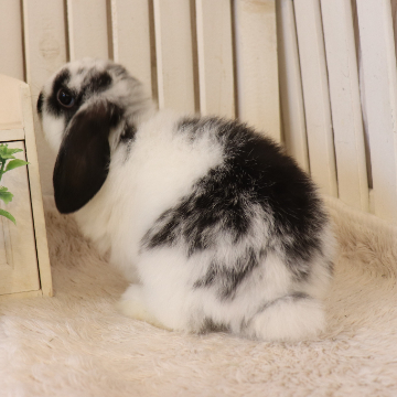 animal_image