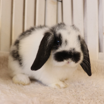 animal_image