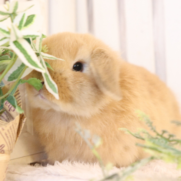 animal_image