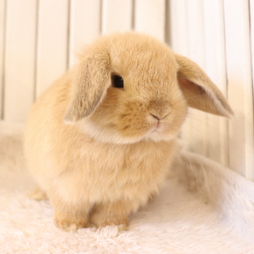 animal_image