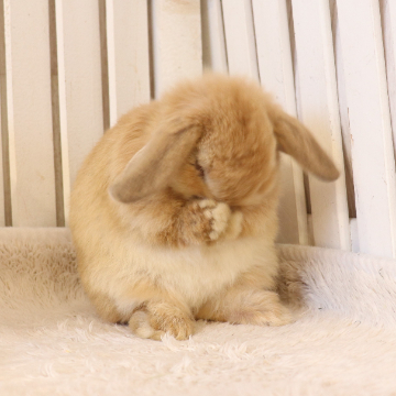 animal_image