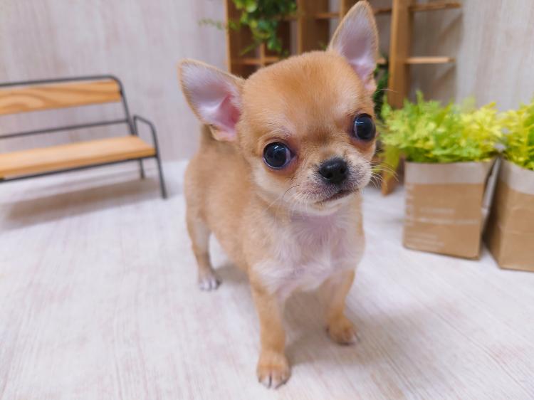 animal_image