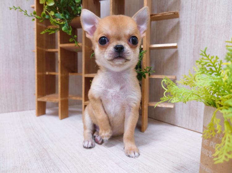 animal_image