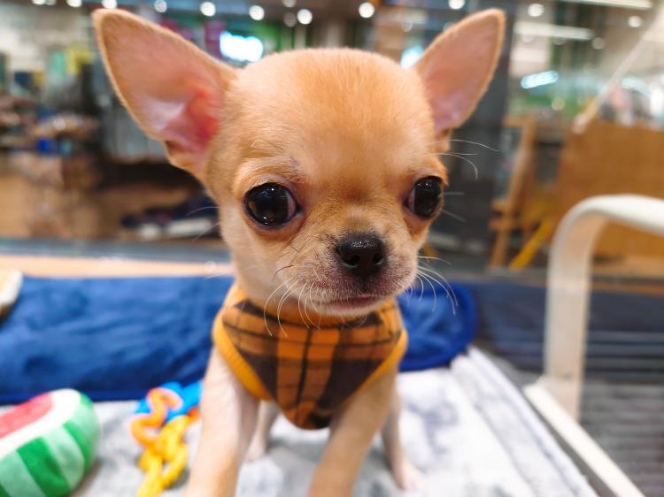 animal_image
