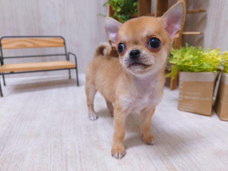 animal_image