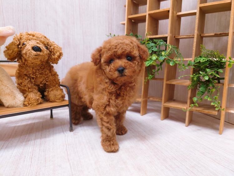 animal_image