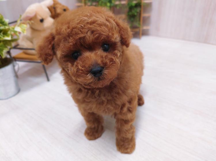 animal_image