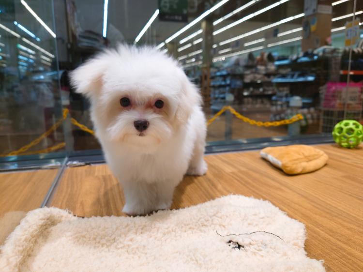 animal_image