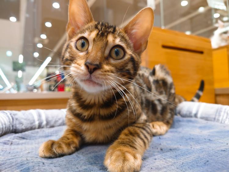 animal_image