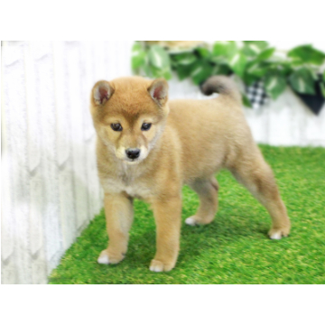 animal_image