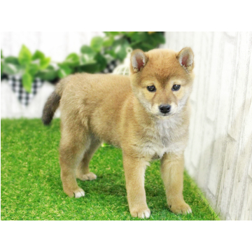 animal_image