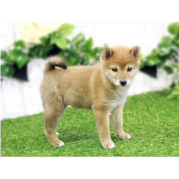 animal_image