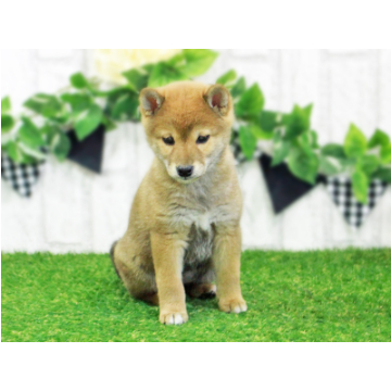 animal_image