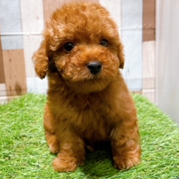 animal_image