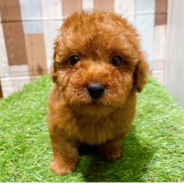 animal_image