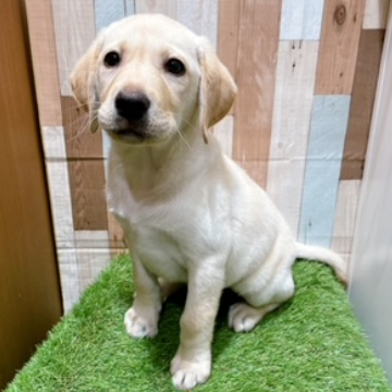 animal_image