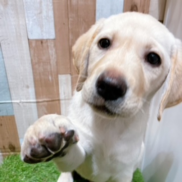 animal_image