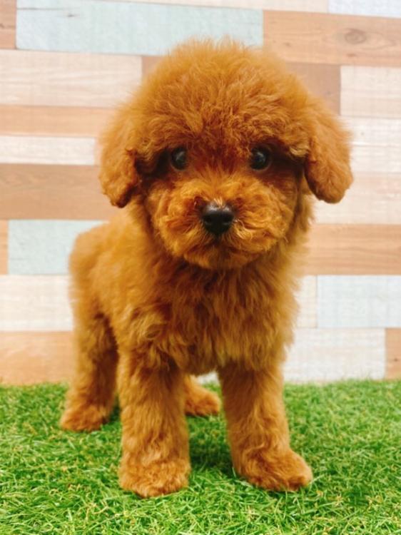 animal_image