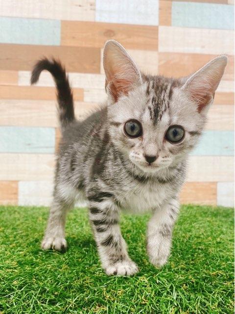 animal_image