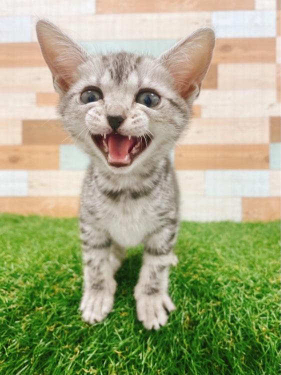 animal_image