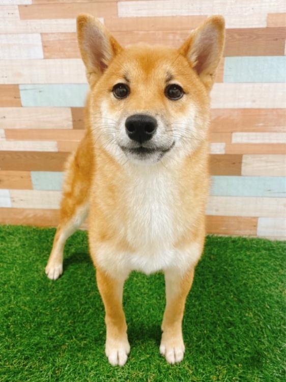 animal_image