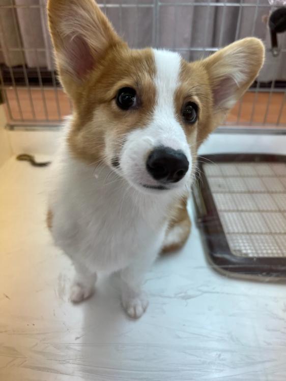animal_image