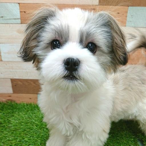 animal_image