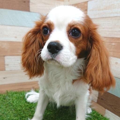 animal_image