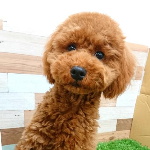animal_image