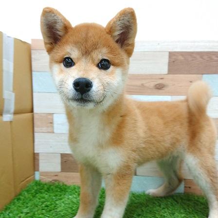 animal_image