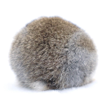 animal_image