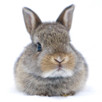 animal_image