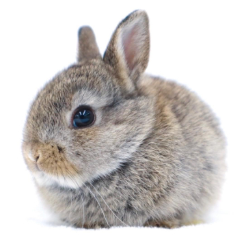 animal_image