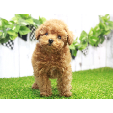 animal_image