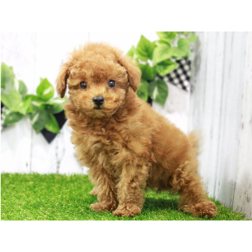 animal_image