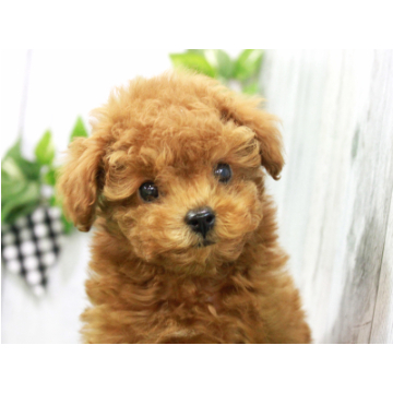 animal_image